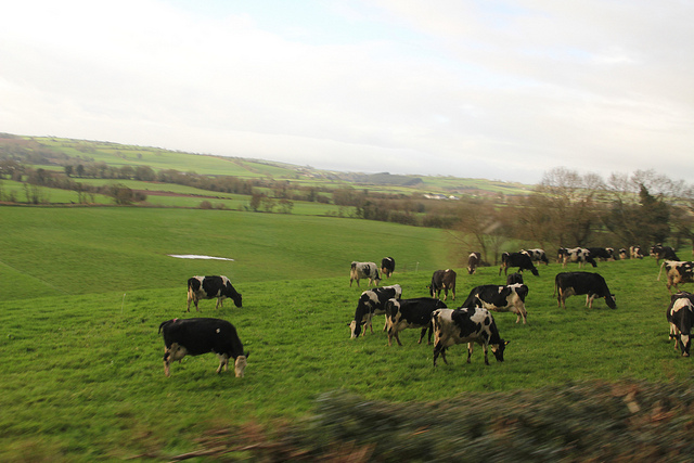 Beef Versus Dairy- In Ireland, Hands Down- It's Dairy that is Most Profitable