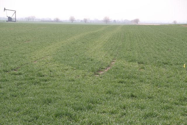 WheatWatch 2012- North Central Oklahoma Wheat Pictures Showing Good Crop Conditions