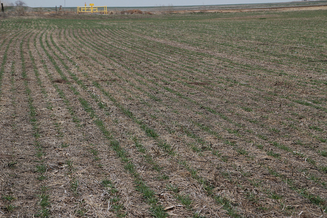 WheatWatch 2012- North Central Oklahoma Wheat Pictures Showing Good Crop Conditions