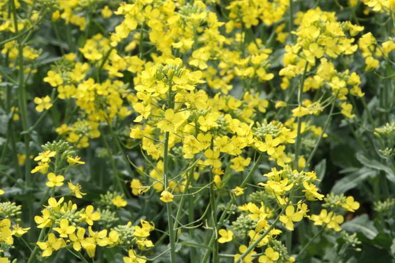 Free Canola U Event Comes To Enid February 28th