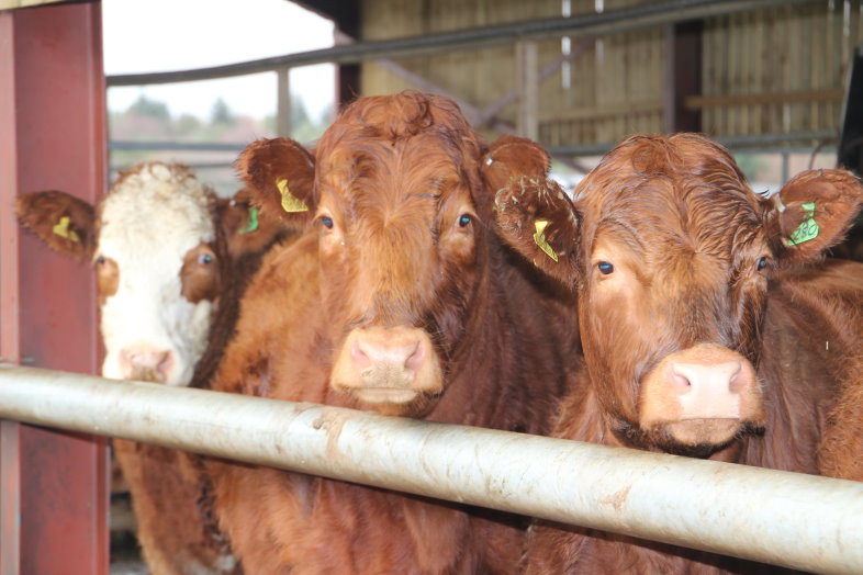 Oklahoma Ag Leaders Visit Scottish Beef Cattle Operation