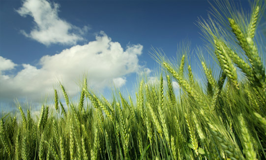 Salt Tolerance in New Wheat Variety Increases Durum Yields 25 Percent