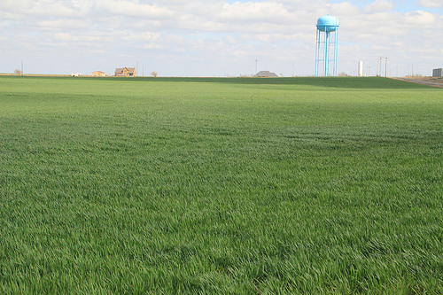 WheatWatch 2012- Wheat Crop in Pictures as of March 6, 2012 (with and without cattle)