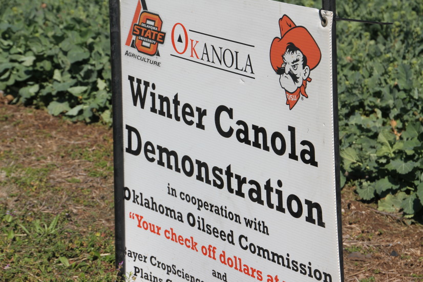 Spring Canola Tours Announced by Oklahoma State University