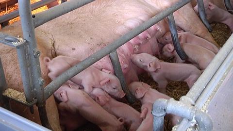 Analysts' Price Forecasts For Remainder of 2012 Little Changed By Hogs and Pigs Report