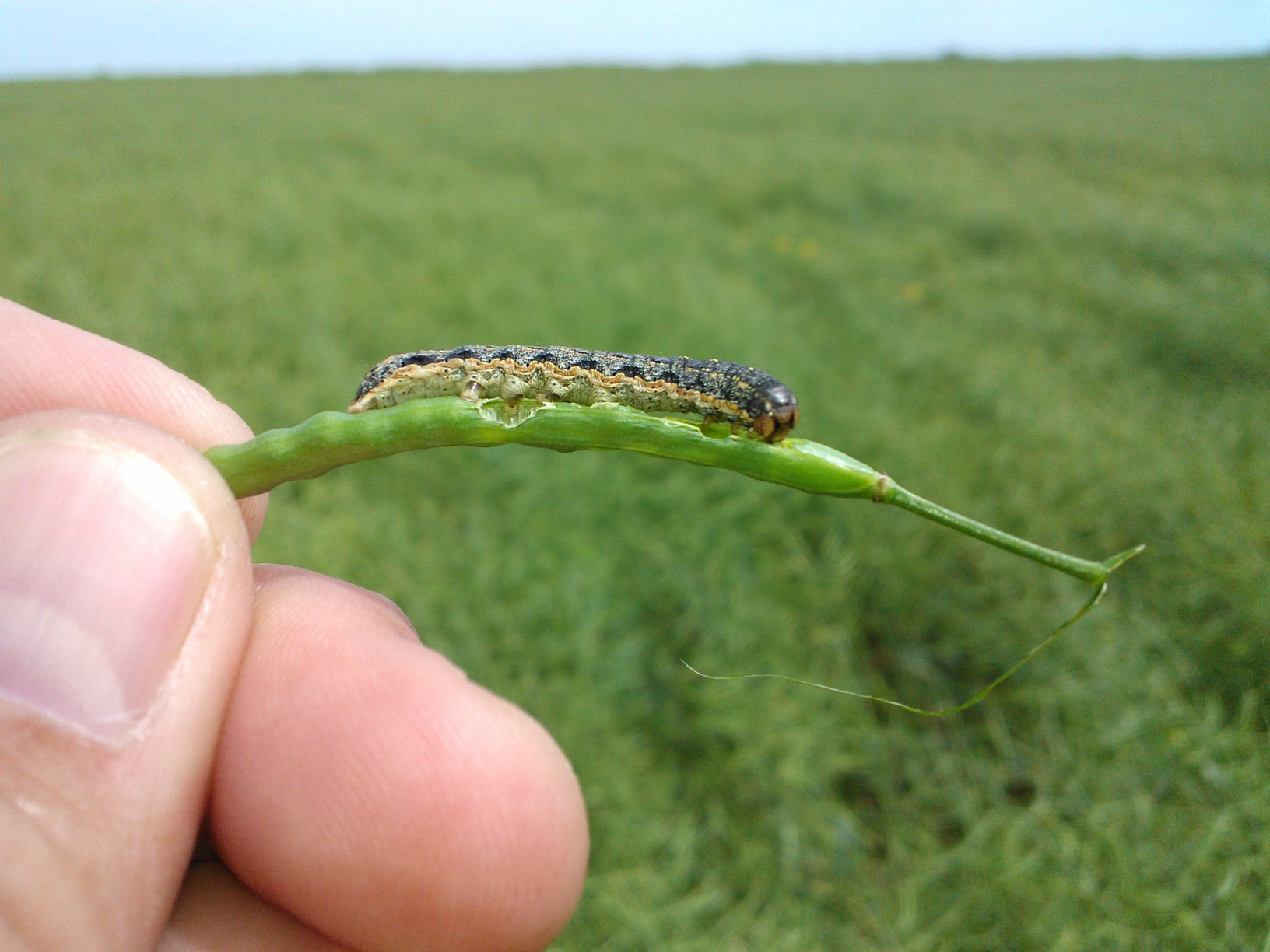 Scout for Cutworms/Armyworms and Spray When You Find Them in Your Canola