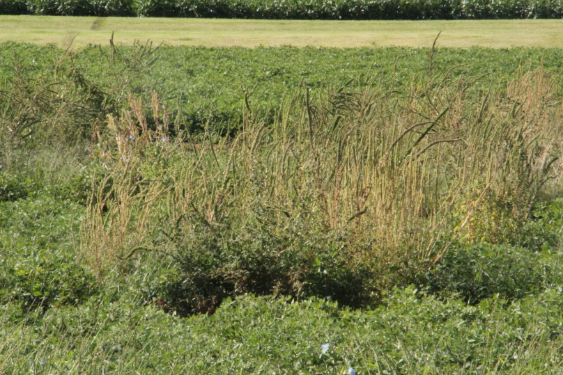 Weed Science Society Endorses Strategies to Reduce the Threat of Herbicide Resistance