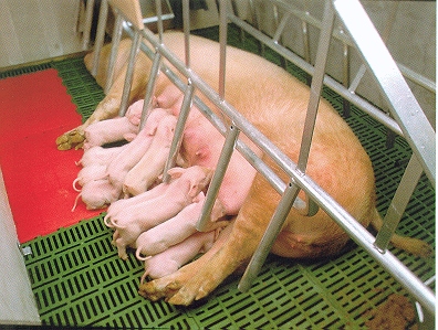 Pork Producers React to Burger King Requirement to Phase Out Individual Sow Housing