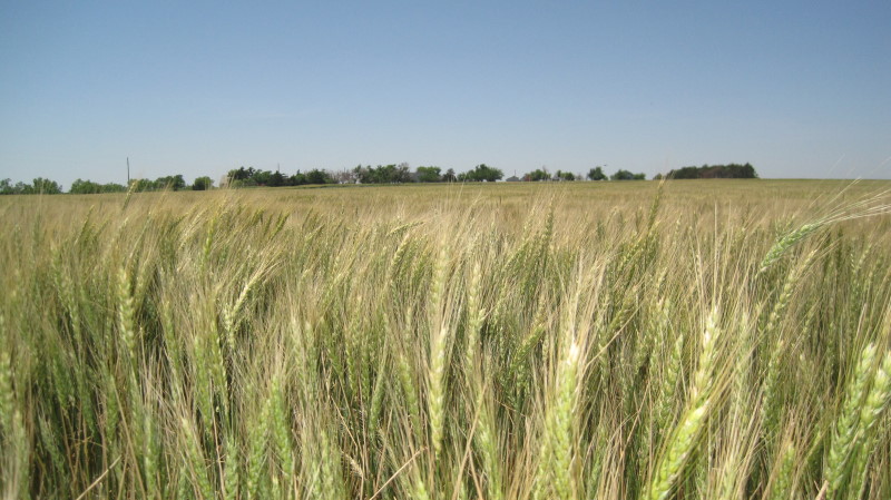 Wheat Crop Starting to Turn Color in Southwest Oklaoma- Absent Any Disease Problems as Seen by OSU's Bob Hunger