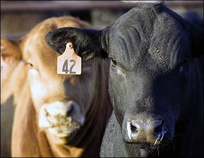 NFU, Coalition Outline Recommendations for 2012 Farm Bill Livestock Title Provisions