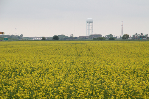Canadian County Canola Crop Turning a Lot of Heads, Brad Tipton Says