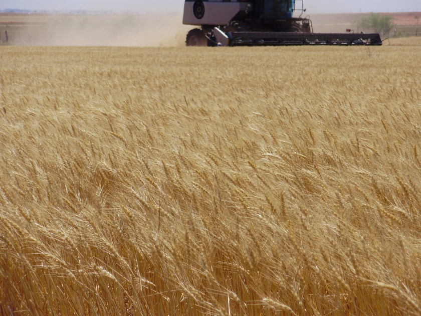Duster Surpasses Endurance as Top Wheat Variety