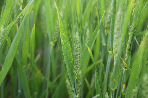 Oklahoma Wheat Continues to Race Ahead of Most Disease Problems in 2012