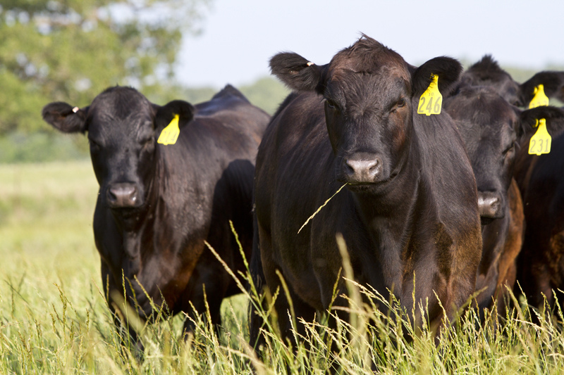 Cattle School Offers Key Information for New Producers
