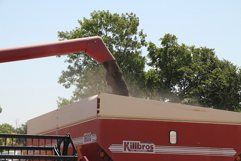 Canola Harvest Winding Down- 85 Percent Done- Oklahoma Wheat Harvest Far Ahead of Normal at 41 Percent Complete