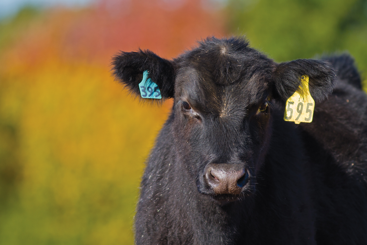 Consistent Performance Keeps Customers All Along the Chain Happy With Angus Breed