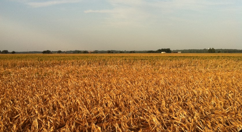 Oklahoma Corn Crop in Pictures- 2011 Versus 2012
