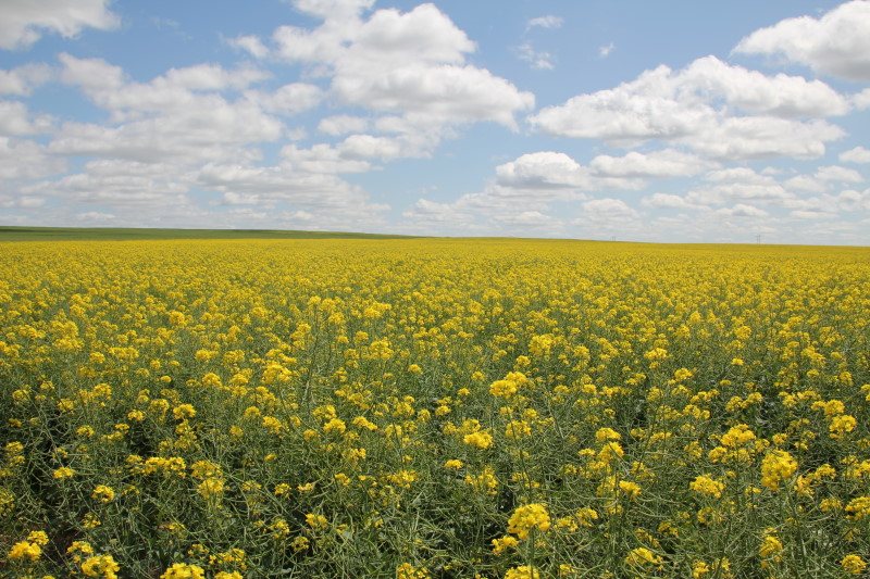 Tour Stop Schedule for Lahoma Canola Field Day- Thursday May 3