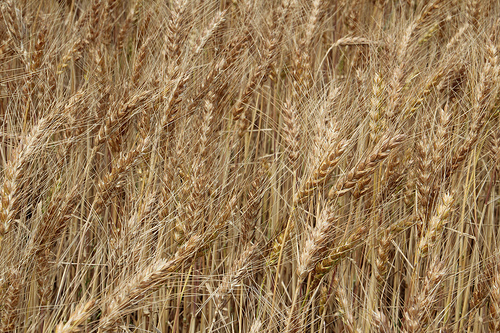 Early Wheat Harvest Slowly Cranking Up