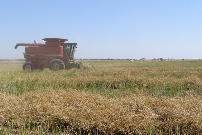 Canadian County Canola Harvest Comes to Profitable Conclusion