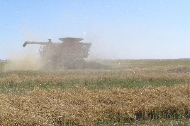 Canadian County Canola Harvest Comes to Profitable Conclusion