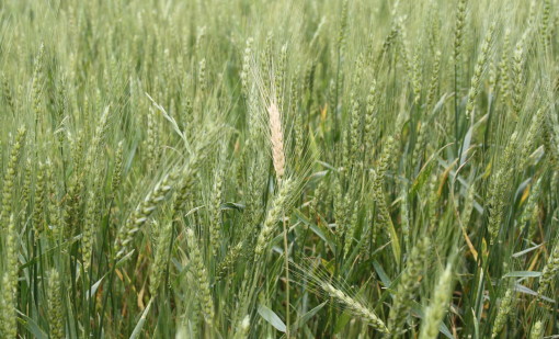 Drought and Stress Blamed for White Heads in Wheat