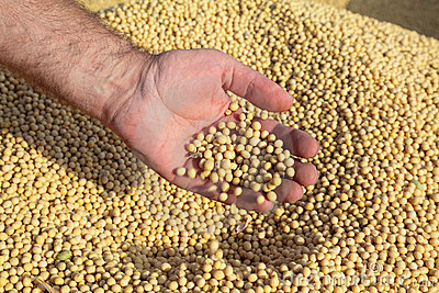 Pioneer Hi-Bred Will Begin Selling Soybeans by Seed Count 
