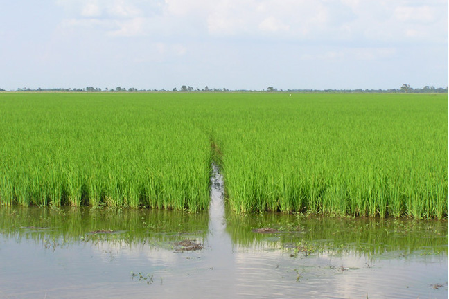 USA Rice Producers Chairwoman Expresses Fears Over Senate Ag Committee Proposals for Farm Bill