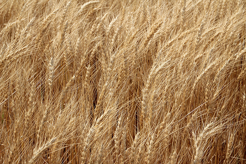 Dry Weather Speeds Wheat Harvest in Southern, Western and Central Oklahoma