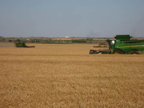 Harvest Rolling Again- Expected to Pick Up Speed and Spread Balance of the Week