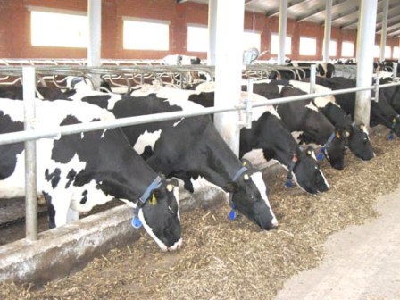 Dairy Farmers Applaud Reforms in 2012 Farm Bill