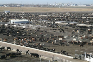 Farmers, Ranchers Call for Amendment Banning Packer-Owned Livestock