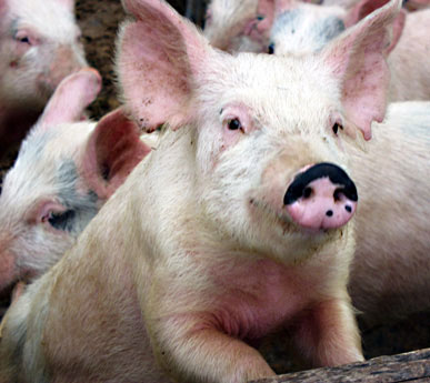 New Study Shows Today's Pork Production More Sustainable than 50 Years Ago 