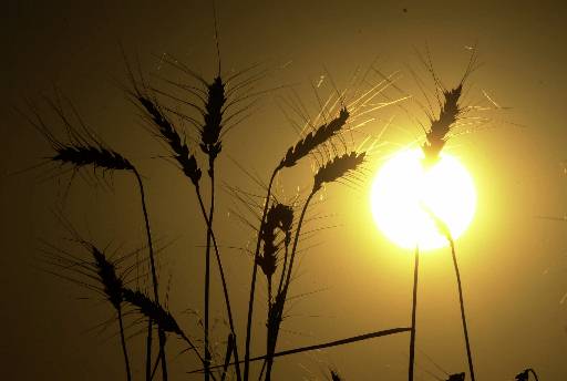 Oklahoma Wheat Forecast Up Three Percent From May
