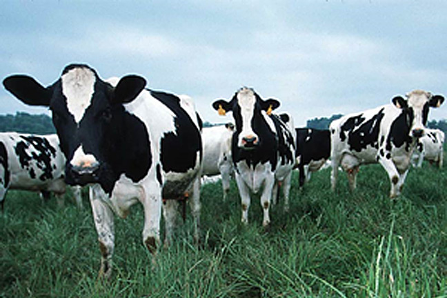 Moderation in Cow Size is the Key to Profitability, Lalman Says