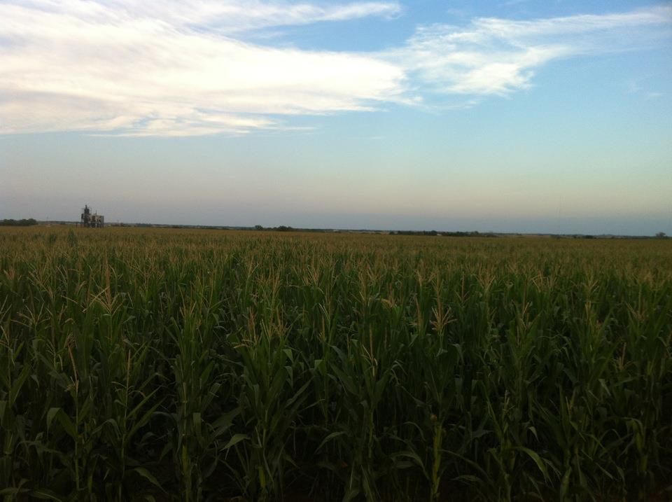 Oklahoma Corn Crop Looking Good- and Tall