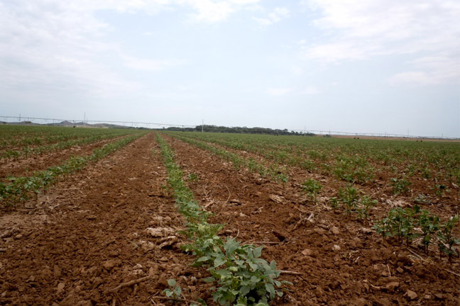 Timely Rains, Moderate Temperatures Cooperate to Assist Young Cotton Crop