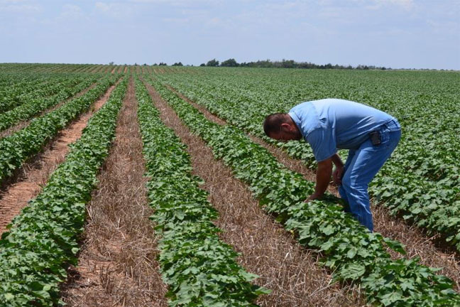 Cotton Crop Progressing Where Moisture is Adequate, Irrigation Needed In Dry Areas