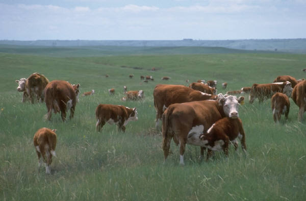 When Less Means More--Maximizing Beef Yields Based on Production Environment