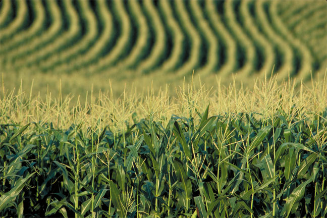 More Acres Help Farmers Produce Larger Corn Surplus Despite Drought 