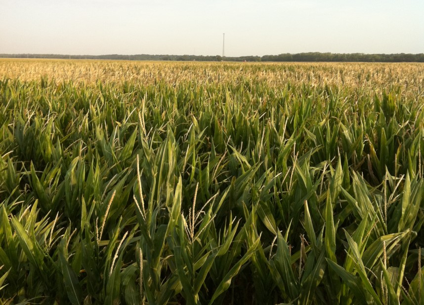 Summer Crop Condition Scores Tumble In Latest USDA Crop Progress Report