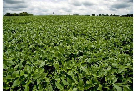 Maximum Soybean Yields Depend on Optimal Irrigation