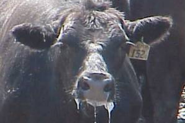 Good Management Can Reduce Incidence of Heat Stress in Cattle