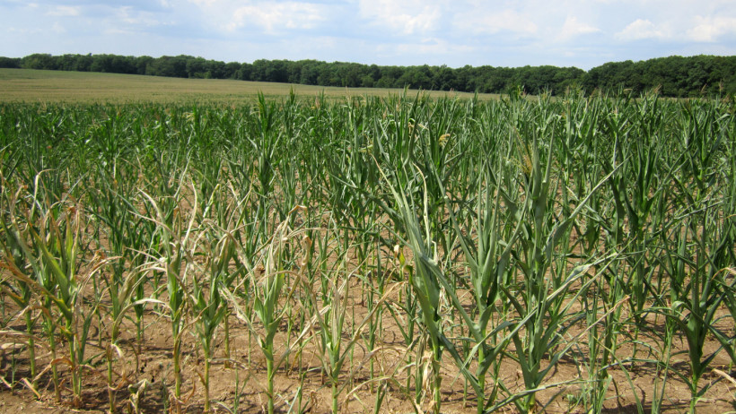 Corn and Soybean Crop Ratings Continue to Fall- As Do Pasture Ratings Across the Heartland