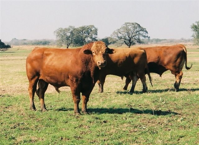 Hot Weather Impacts Bull Fertility Long After the Stress is Over
