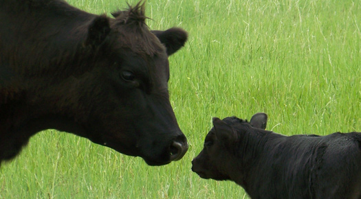 Cows Calf