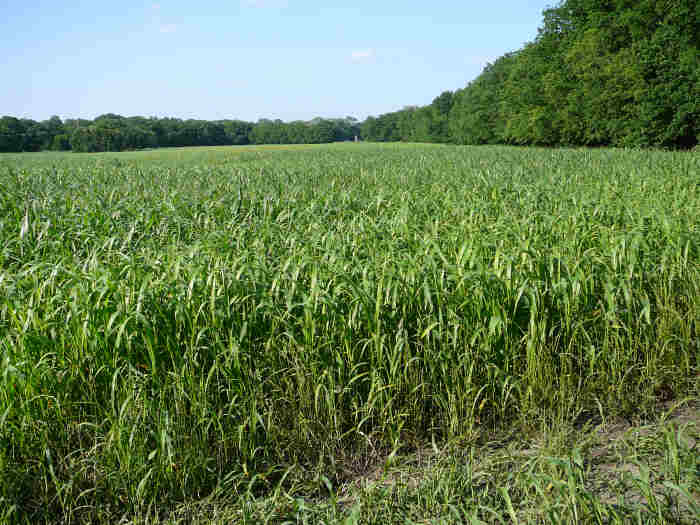 Sampling Forages for Nitrate can Help Prevent Toxicity in Livestock