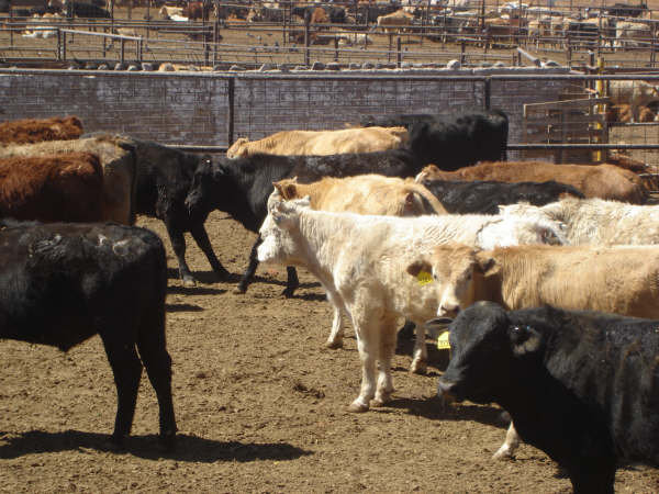 Mexican Drought Pushes More Cattle North of the Border