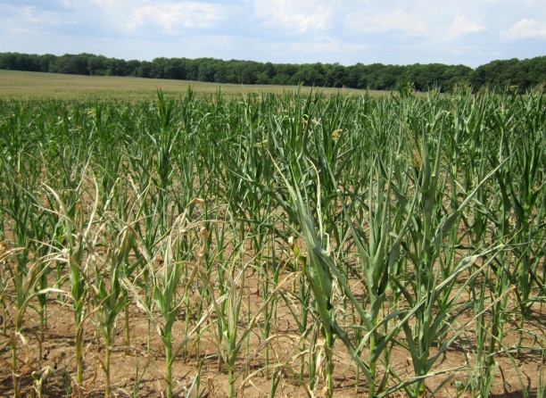 Corn Crop Ratings Slip Another Percentage Point in Latest Week