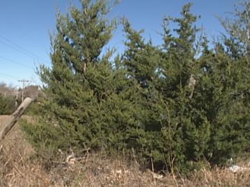 Researchers Say Turning Red Cedars Into Mulch Good Option to Reduce Invasive Species